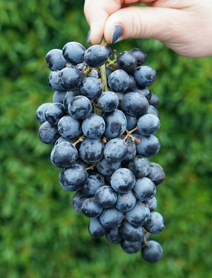 BIO Hroznové víno modré bez semen SUGRASIXTEEN