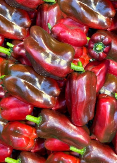 BIO Paprika červená 'SWEET CHOCOLATE'